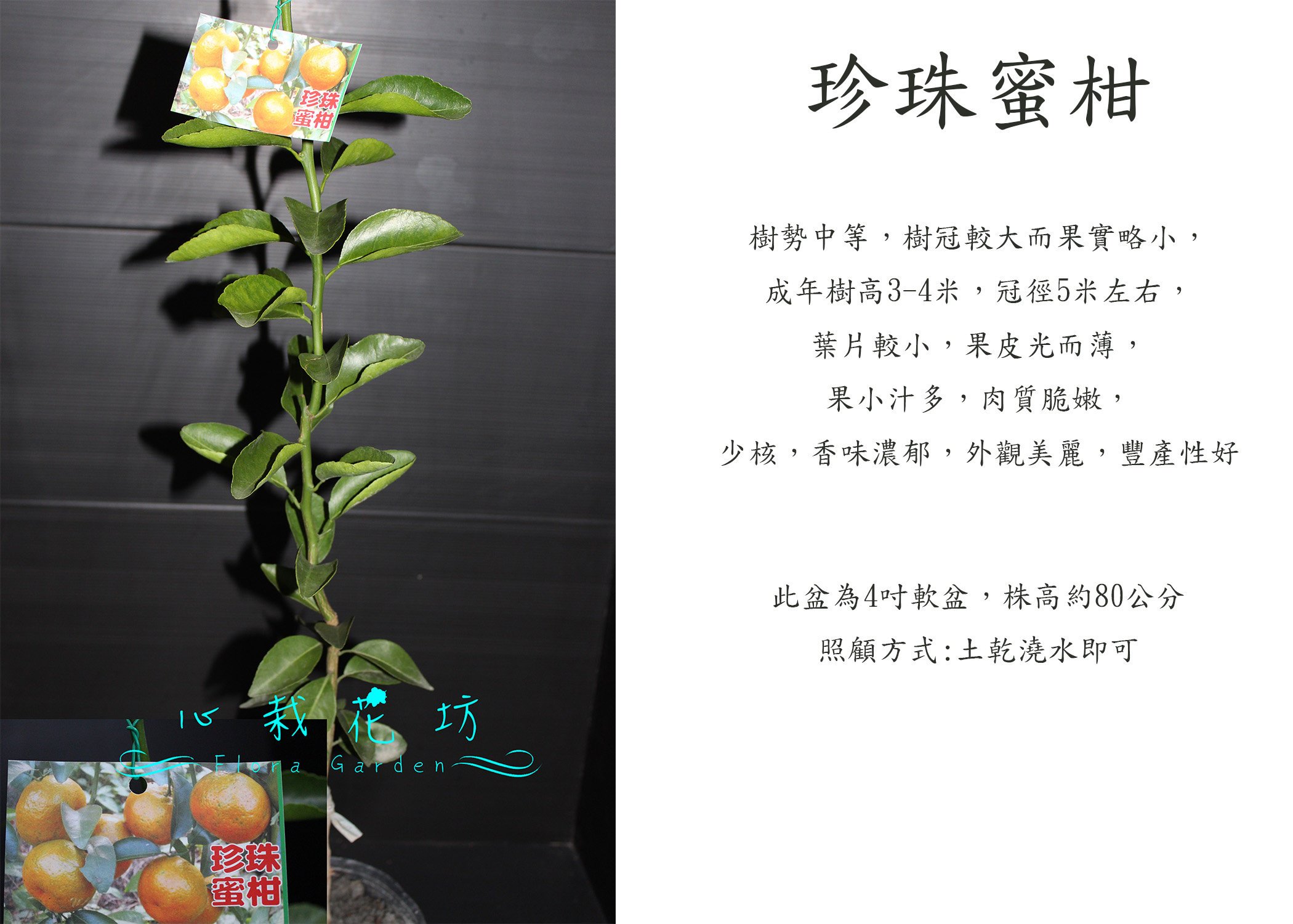 心栽花坊 珍珠蜜柑 蜜柑 柑橘類 嫁接苗 水果苗 售價180特價150 Yahoo奇摩拍賣