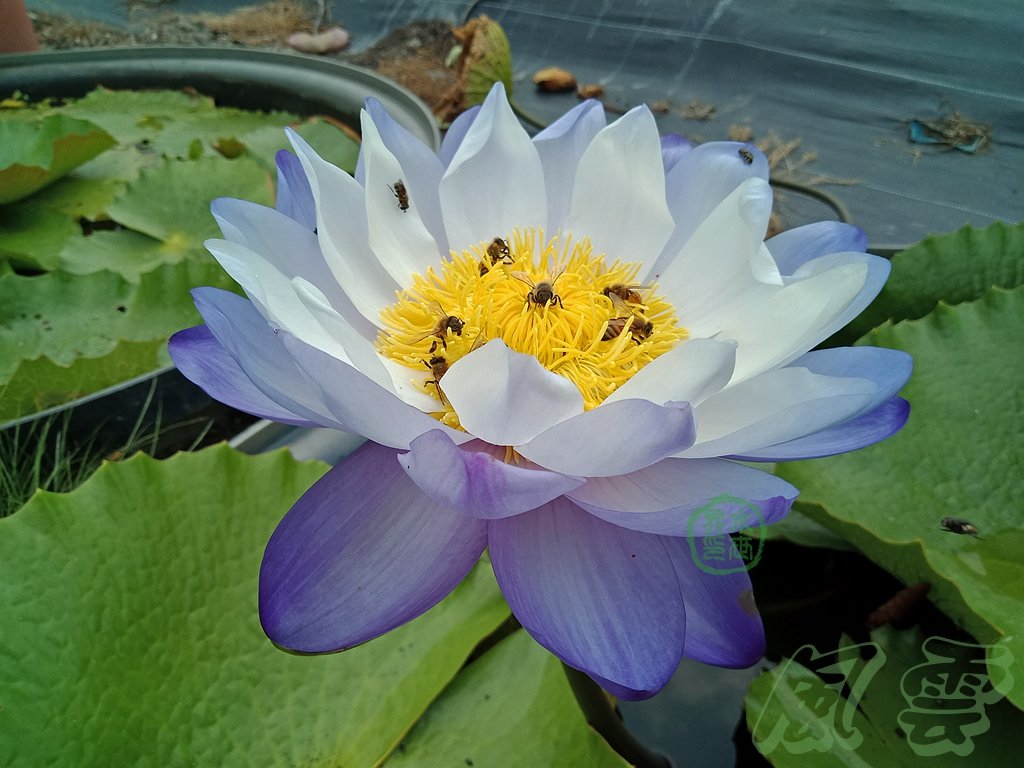 水世界蓮花 珍稀熱帶系澳洲原生巨大睡蓮gigantea實生培育精品 風雲 帶花苞成株 Yahoo奇摩拍賣