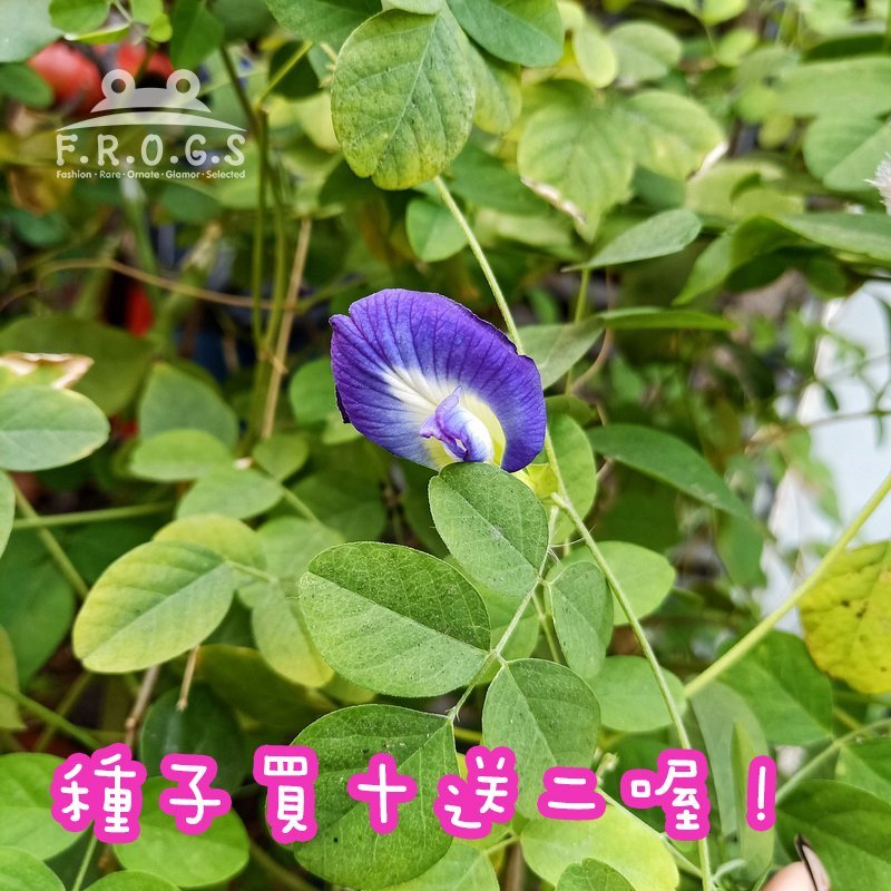 F R O G S Wq0077現貨 蝶豆花種子蝶豆藍豆藍蝴蝶花青素買十送二 Yahoo奇摩拍賣