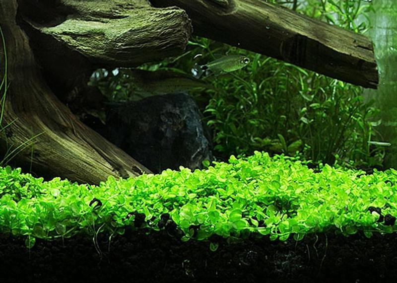 蝦兵蟹將 水草造景 新大珍珠草 鐵片 單片 前景草陽性水草趴地珍珠 Yahoo奇摩拍賣