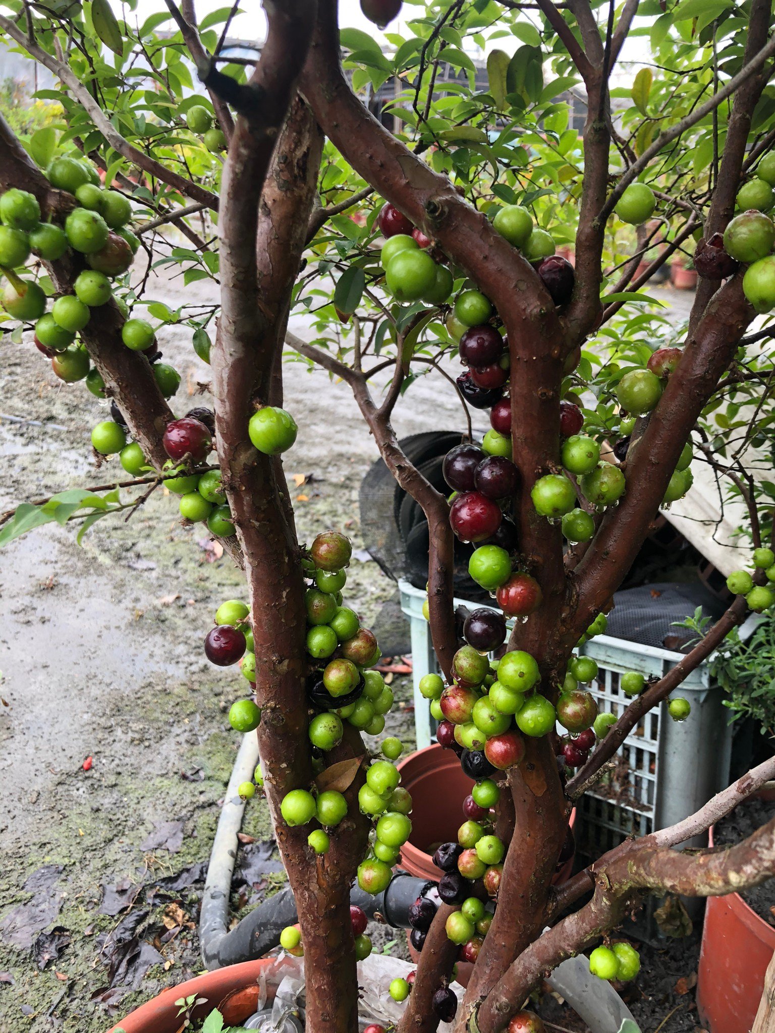 花花世界-水果苗*樹葡萄*-嘉寶果/1尺美植袋/高約180-200cm/已能開花結果/MA*出貨不保證有果*