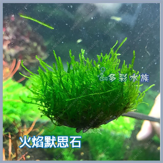 台北 多彩水族 天然水草 火燄莫絲 聖誕莫絲石 單顆 陰性水草 前景 中景 火焰莫斯 默思 默絲 魚缸造景植物 Yahoo奇摩拍賣