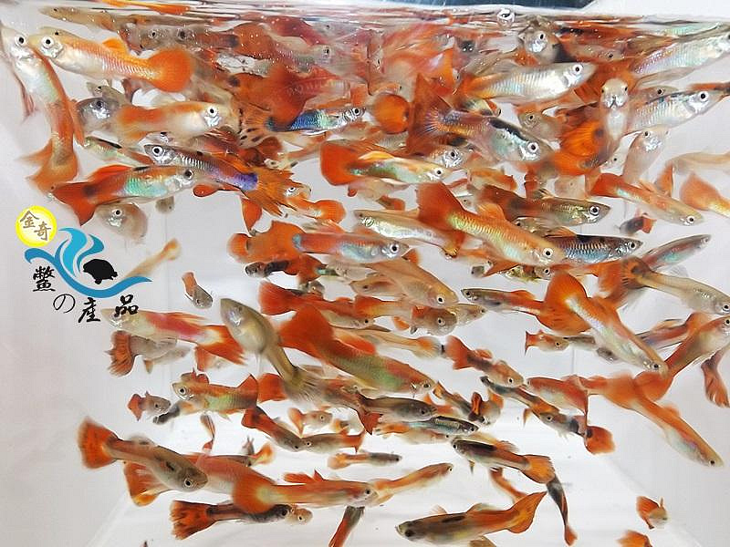 無品系 紅孔雀魚 龍蝦餌料 魚飼料活餌 易飼養 觀賞魚 全台活體宅配 金奇企業社