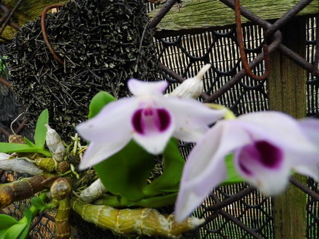 大眾蘭園 石斛蘭 Den. parishii var. semi-alba 麝香石斛 白花紅心