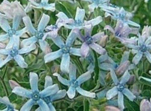 彩冠花種子50粒 琉璃唐綿 日本藍星花 當季現採有現貨 Yahoo奇摩拍賣