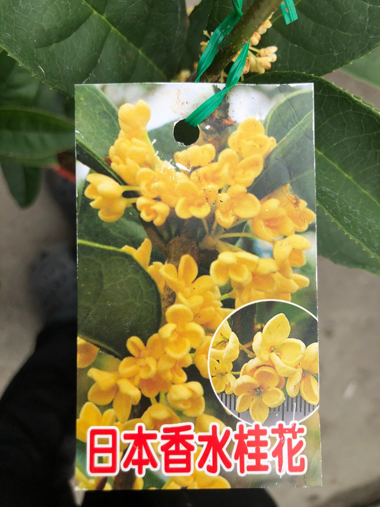 花花世界 圍籬 日本香水桂花 黃金桂花 花中有葉 葉中有花 5 6吋盆 含盆約 40cm Ma Yahoo奇摩拍賣