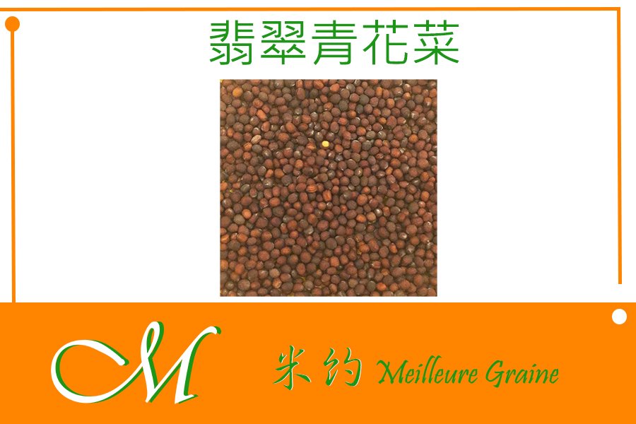 Meilleur 翡翠青花菜芽菜種子microgreens微型菜苗100g Yahoo奇摩拍賣