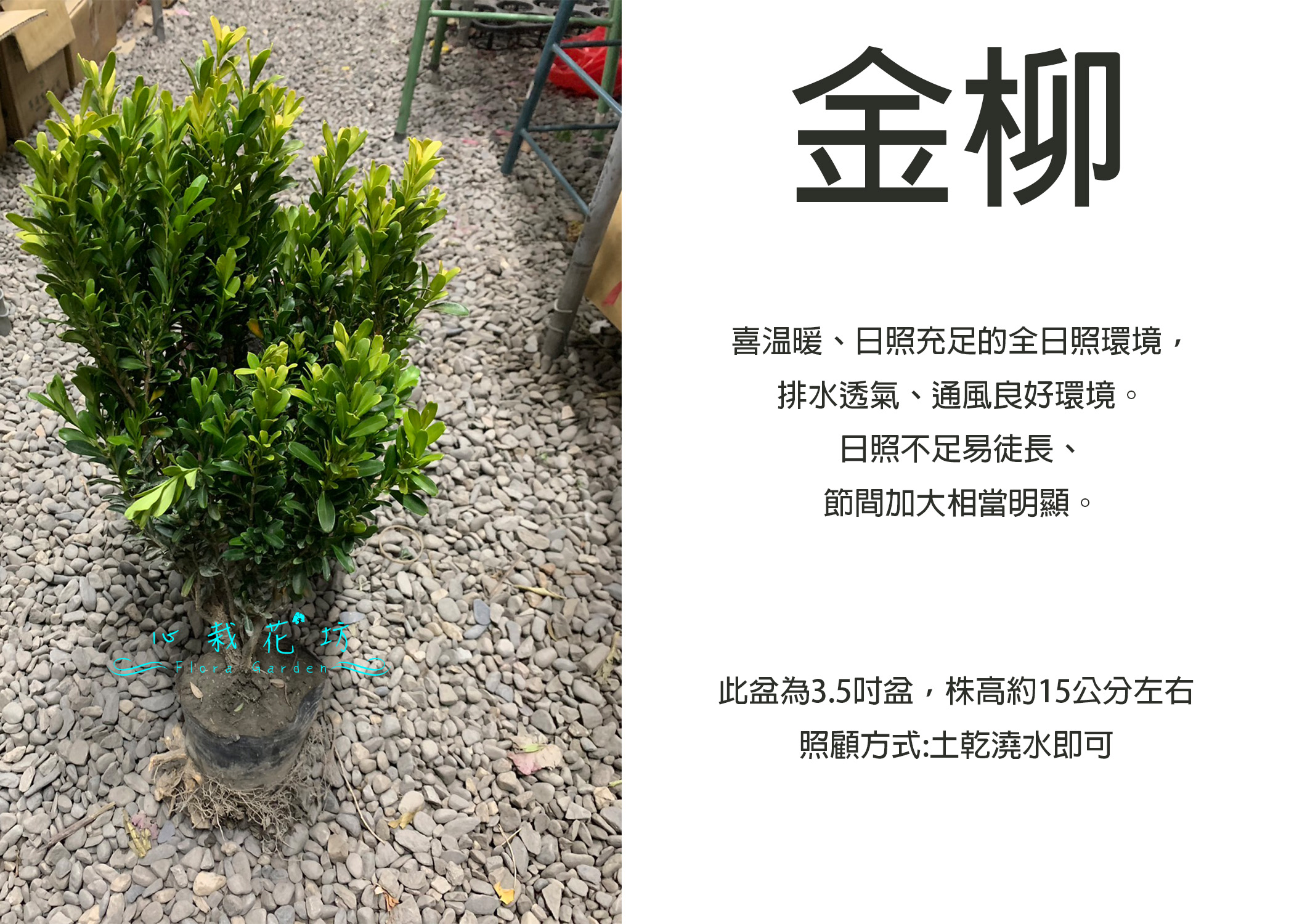 心栽花坊-雀舌黃楊/金柳/琉球黃楊/黃楊木/3.5吋盆/綠化植物/素材小盆栽/綠化環境/售價200特價180