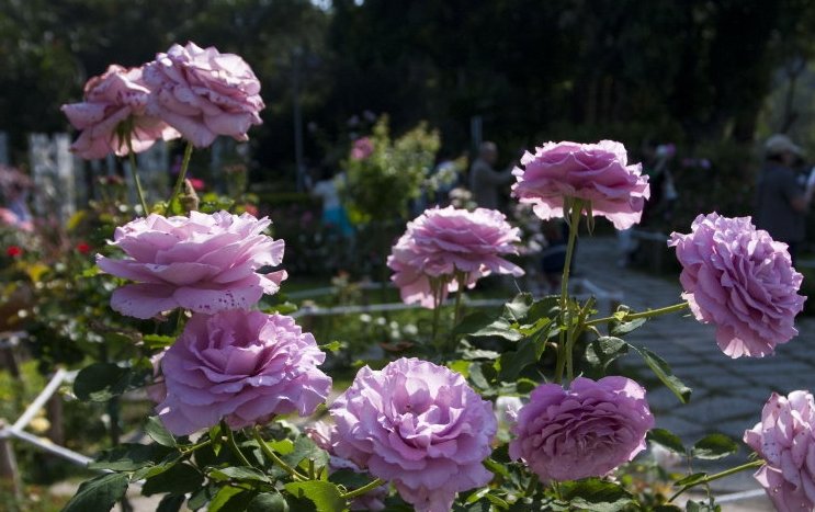 美美大花濃香藤本月季苗庭院陽臺花園爬藤芳香花卉植物四季開花2入 H T大輪玫瑰 強香 8吋盆 Yahoo奇摩拍賣