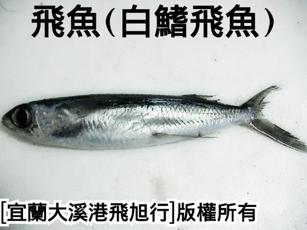 飛魚 白鰭飛魚 Yahoo奇摩拍賣