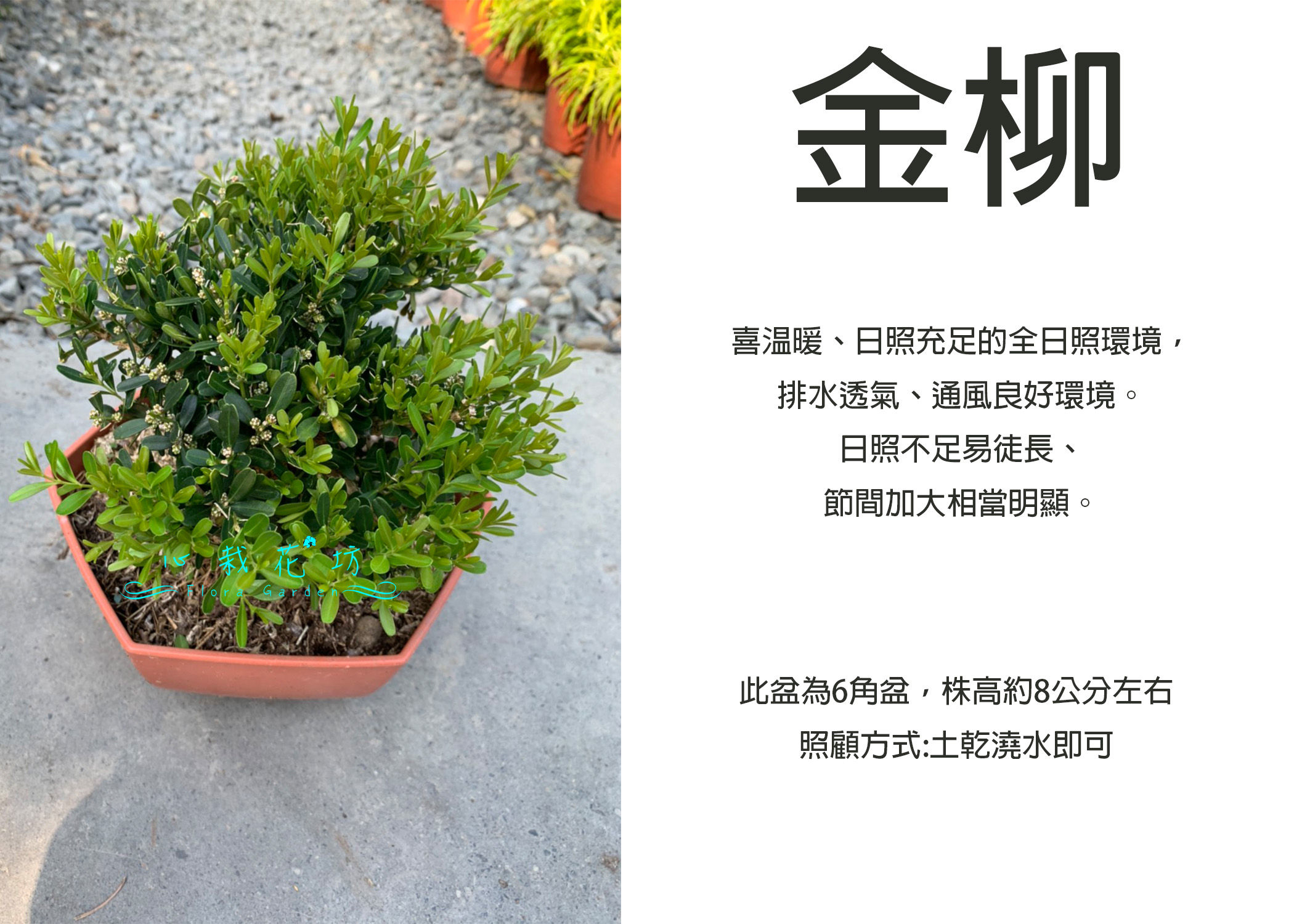 心栽花坊-雀舌黃楊/琉球黃楊/金柳/6角盆/綠化植物/素材小盆栽/綠化環境/售價360特價300