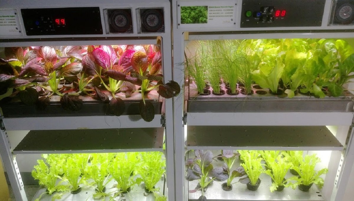 Yen Led燈植物栽培種植箱水耕種植魚菜共生客廳農場有機蔬菜輕鬆種 Yahoo奇摩拍賣