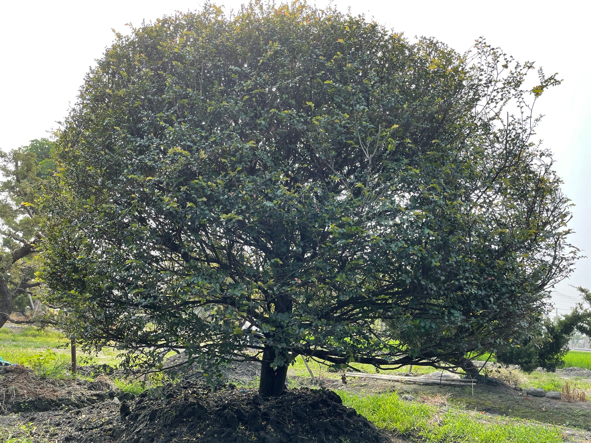 紫檀 楓港柿另有樹葡萄.桂花.龍柏.肖楠.黑木.九重葛.羅漢松.真柏)歡迎園藝.建設造景.營造.互相交流批發