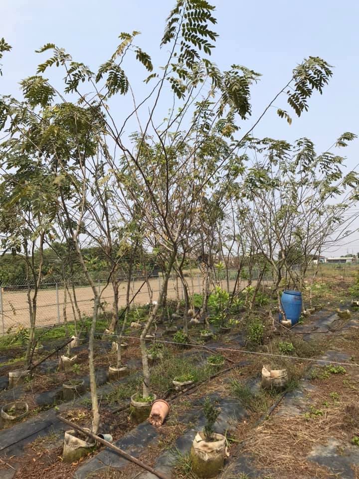 【滼淅 -花旗木~加美植袋】台南自載 『泰國櫻花/桃紅色陣雨樹』