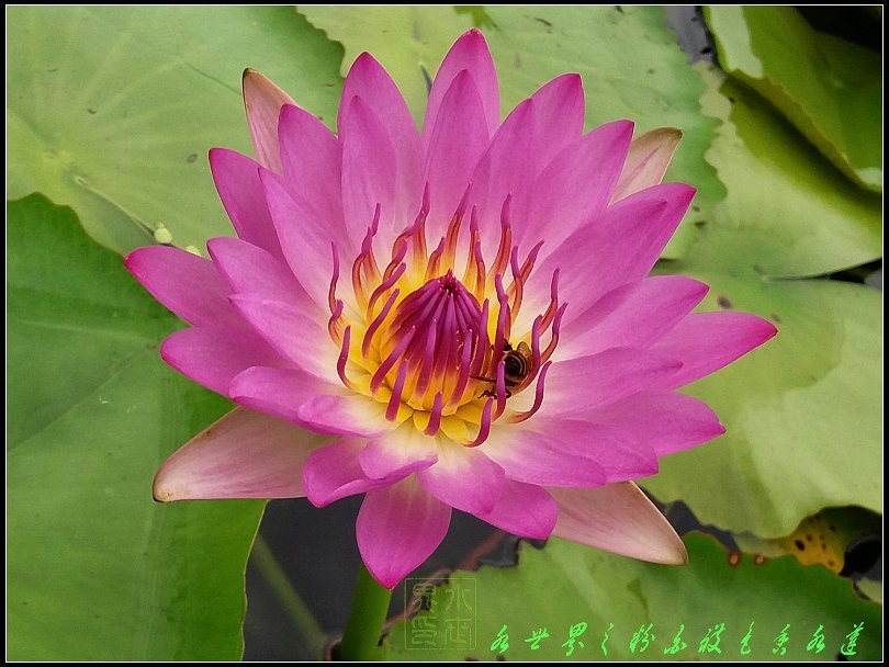 水世界蓮花 熱帶系睡蓮香水蓮 稀有品種 粉紅白複色帶花苞成株 Yahoo奇摩拍賣