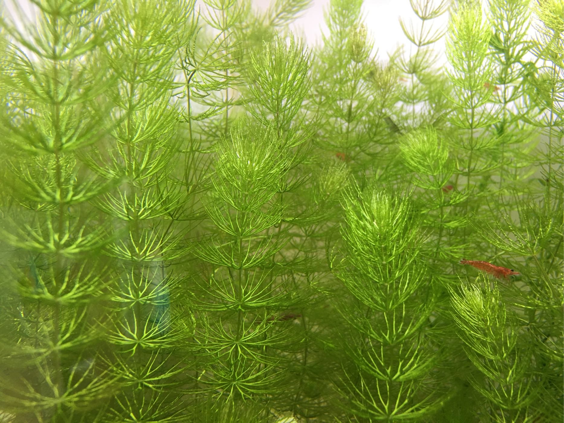 金魚藻 特價2元 加贈蘋果草魚缸真水草後景草入門款魚缸草景 愛水狂想 Yahoo奇摩拍賣