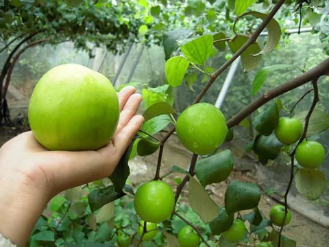 頂級雪蜜棗(嫁接苗)  陽台.窗台.頂樓.花盆可種植.買3棵免運費、買5棵送1棵