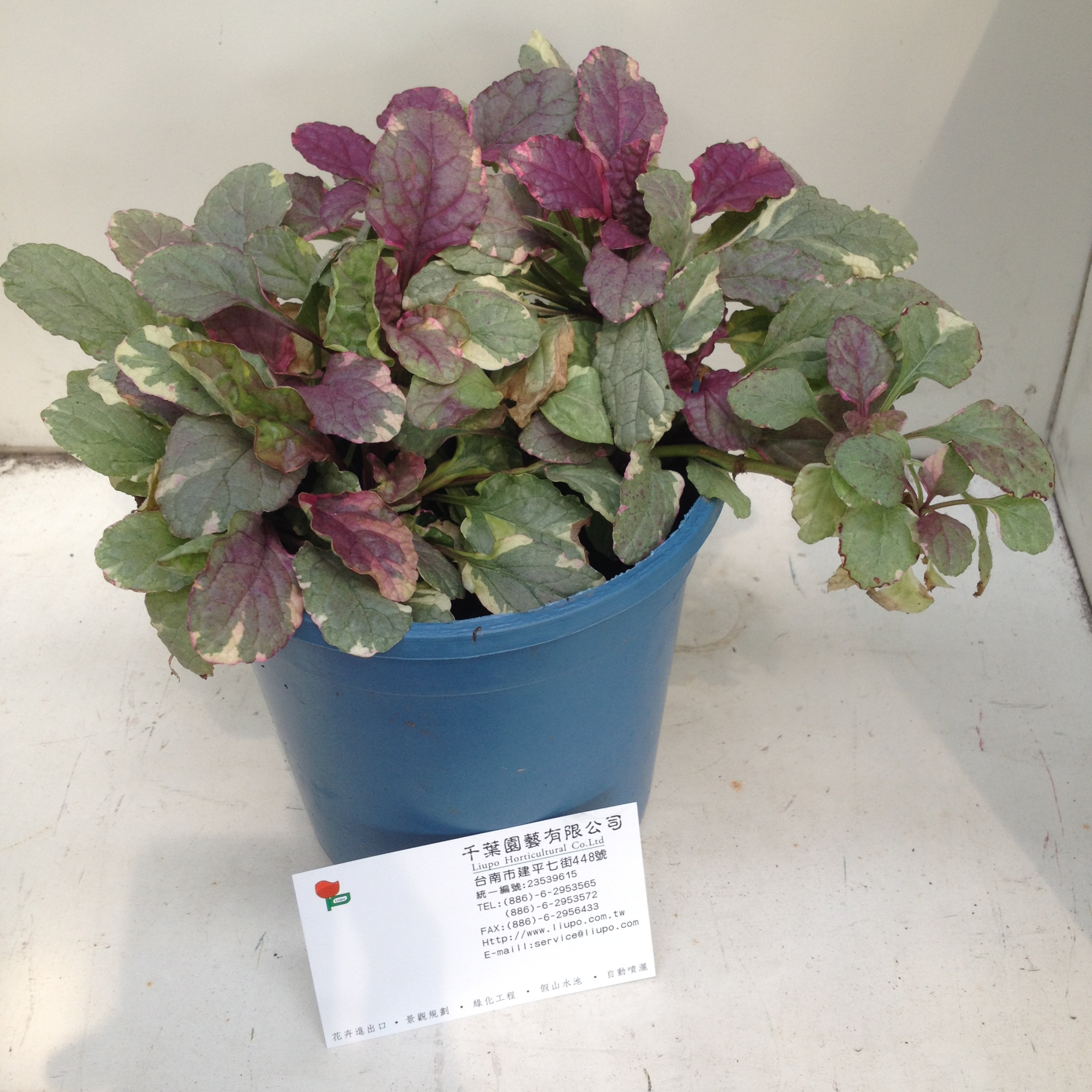 紫唇花 4 5吋盆 千葉園藝有限公司 Yahoo奇摩拍賣