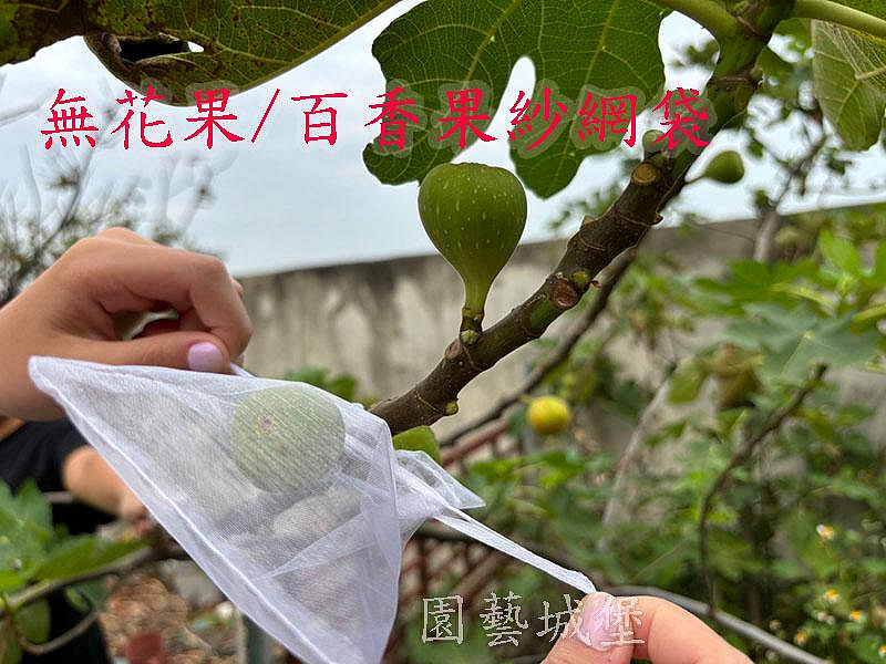 【園藝城堡】無花果網袋 百香果網袋 草莓網袋 紗網袋 美紗網 雪紗網 雪紗袋 防蟲網袋 水果套袋 禮品袋 紗袋 雙拉繩