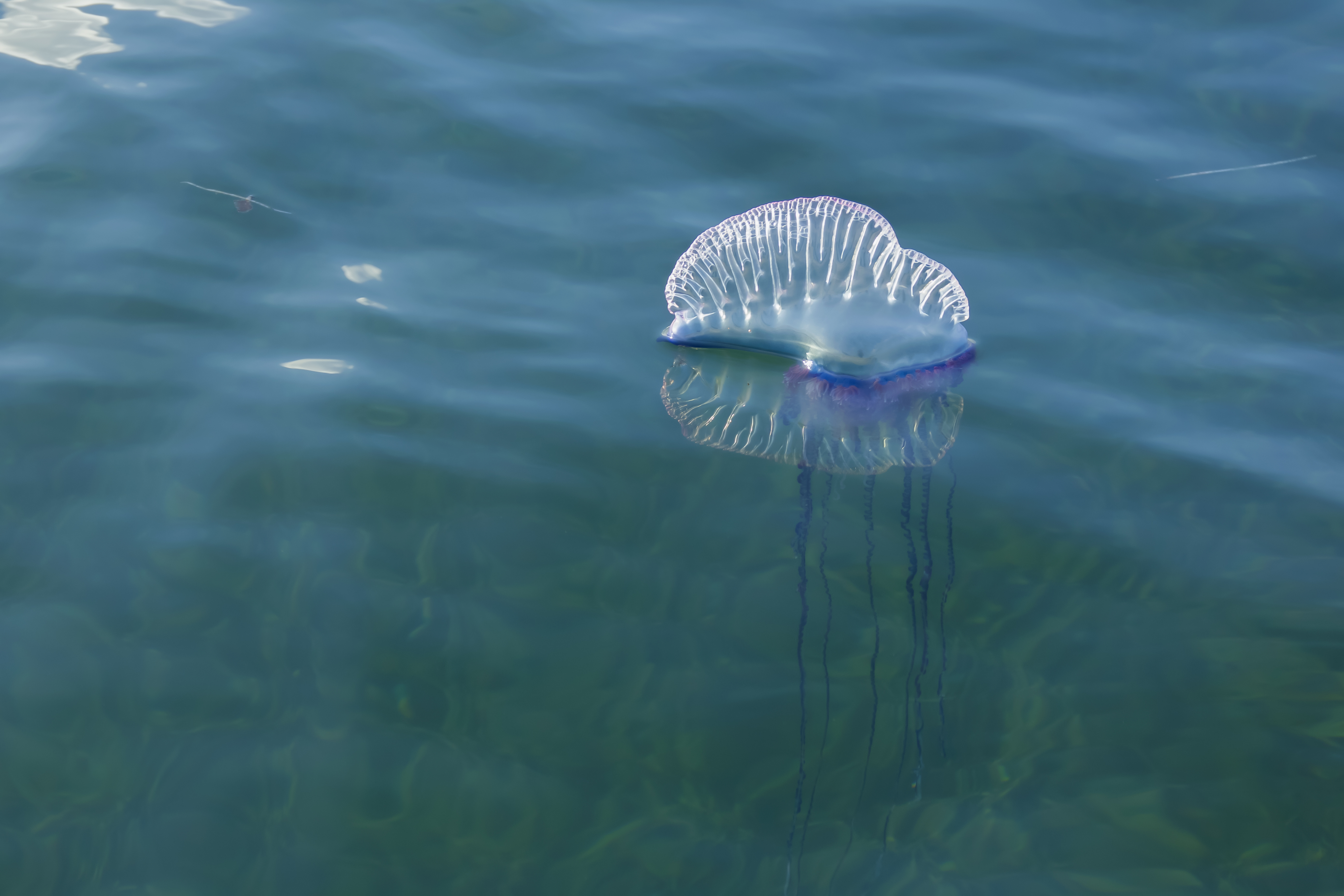 Физалия. Bluebottles медуза. Португальский парусник медуза. Португальский кораблик медуза. Португальская Каравелла медуза.