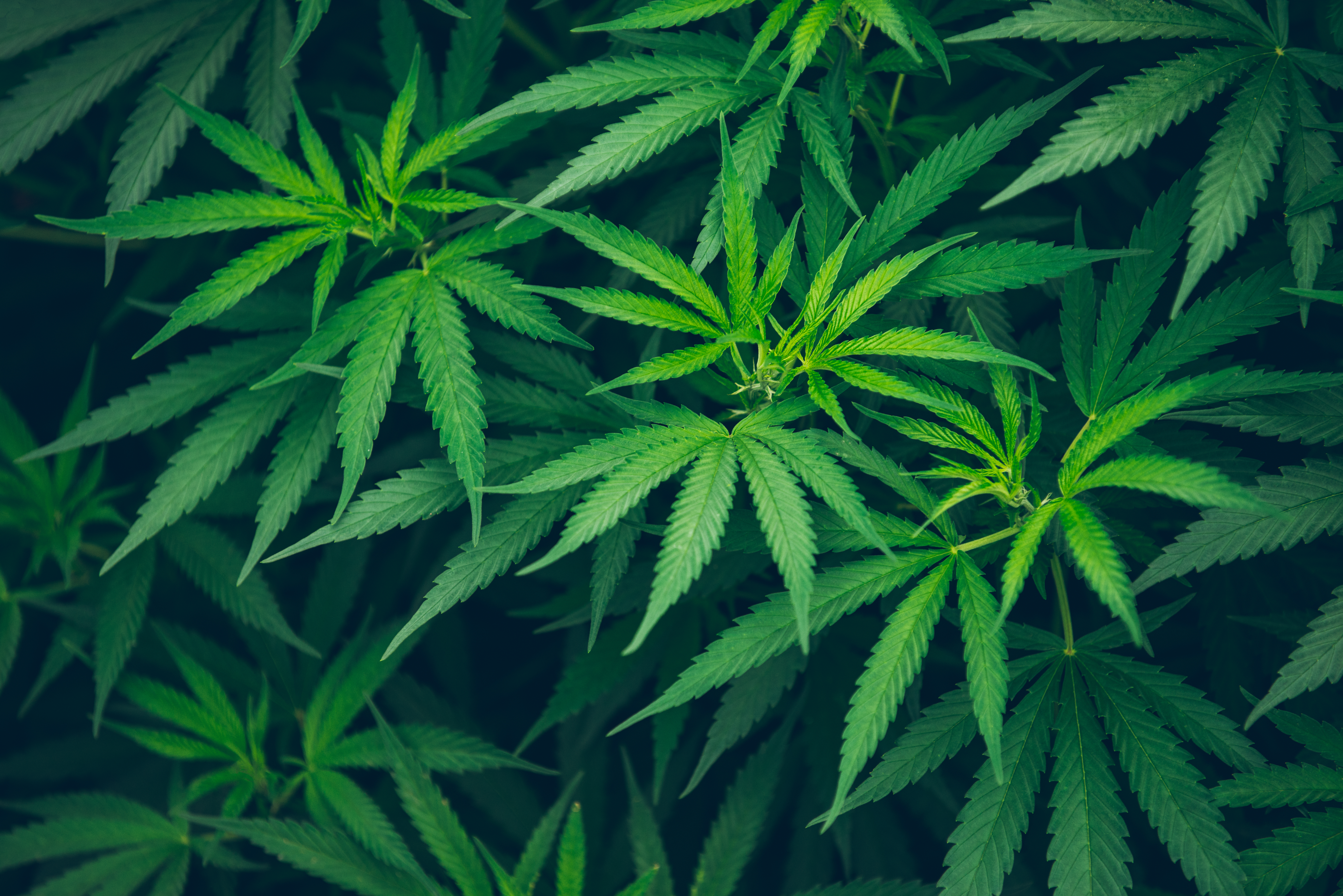 Can Bill Hopes Relieve Earnings Induced Pain In Pot Etfs