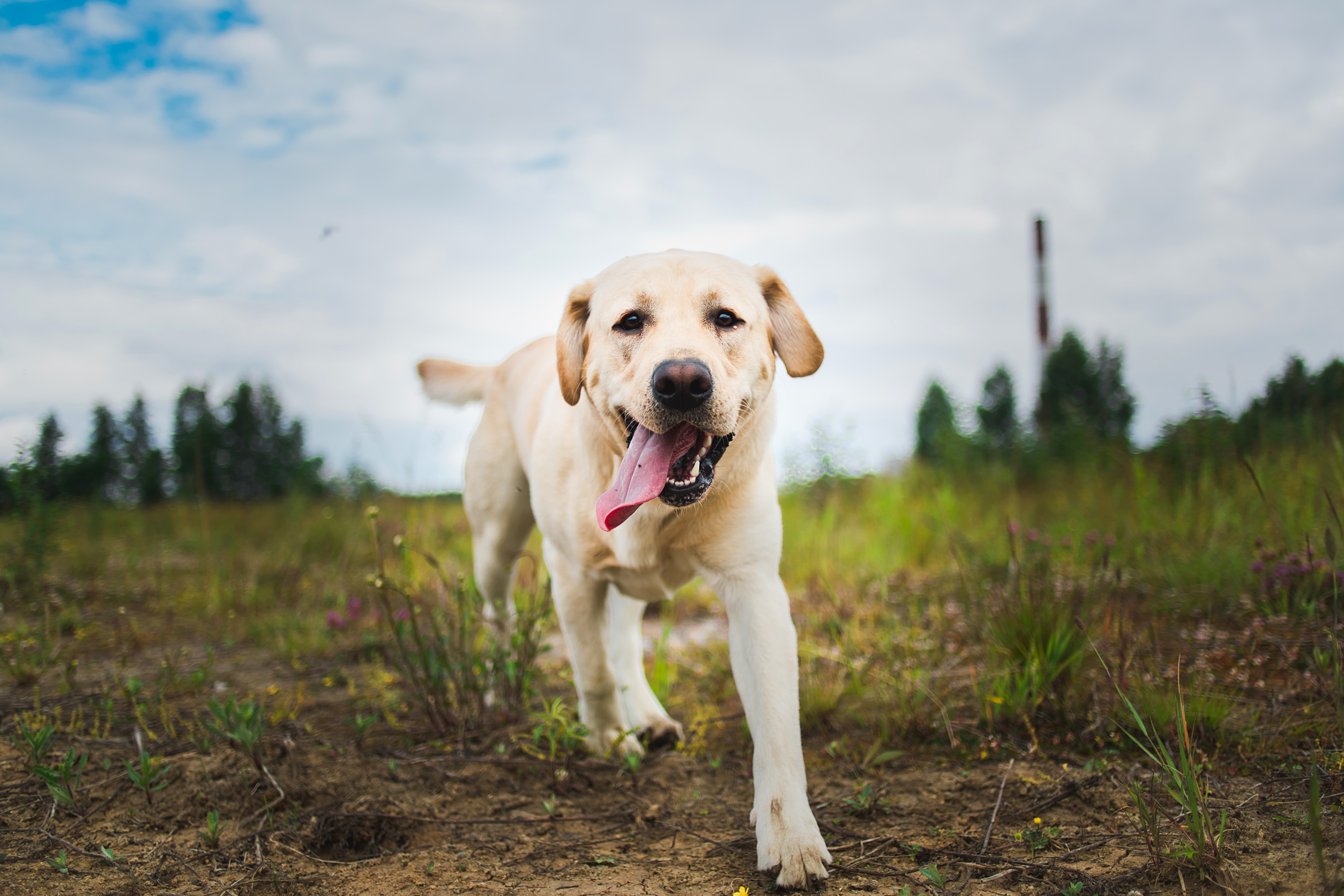 拉布拉多犬。圖片來源：Getty images