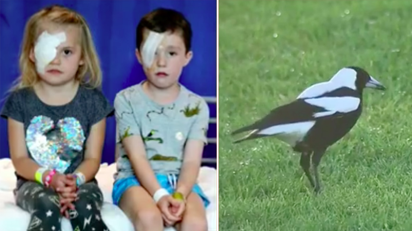 Perth Children May Lose Sight After Magpie Attack