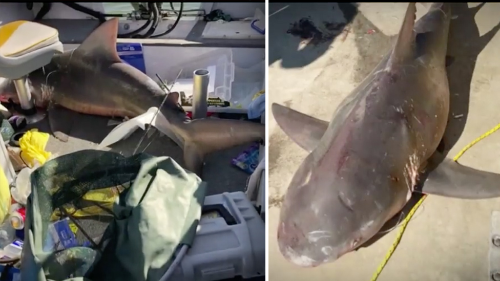 Bull shark jumps into family fishing boat on Proserpine River