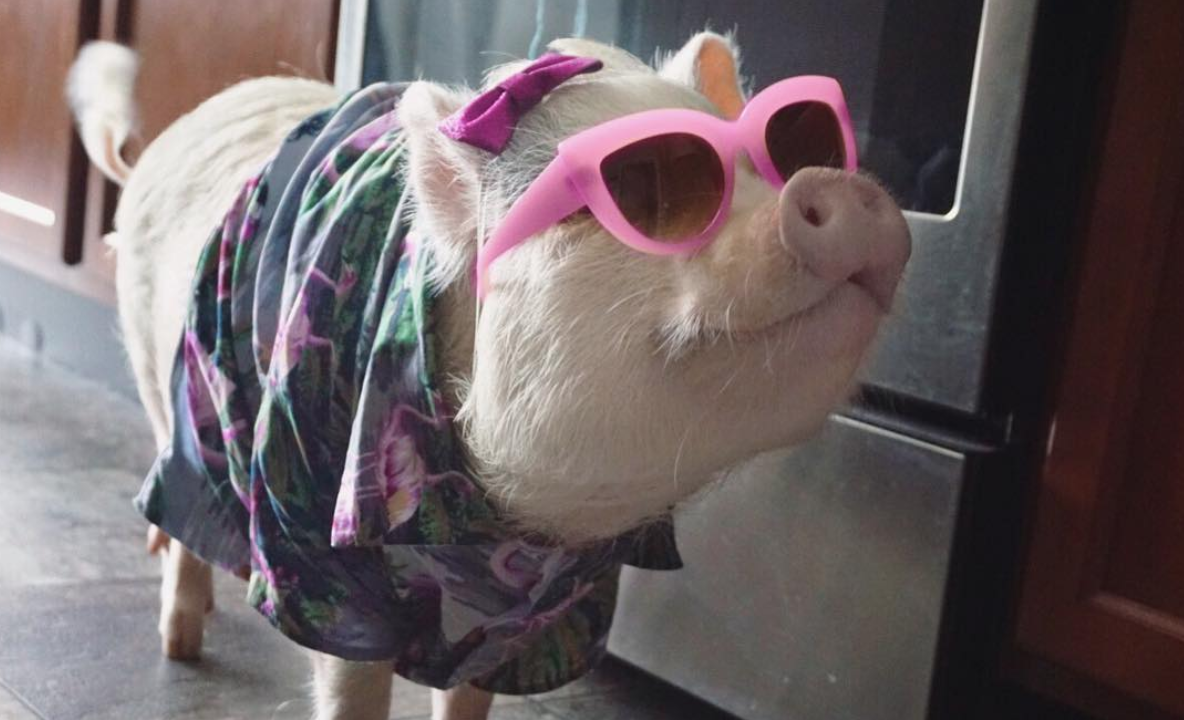 Meet Hamlet, The Piggy Who Saved My Life