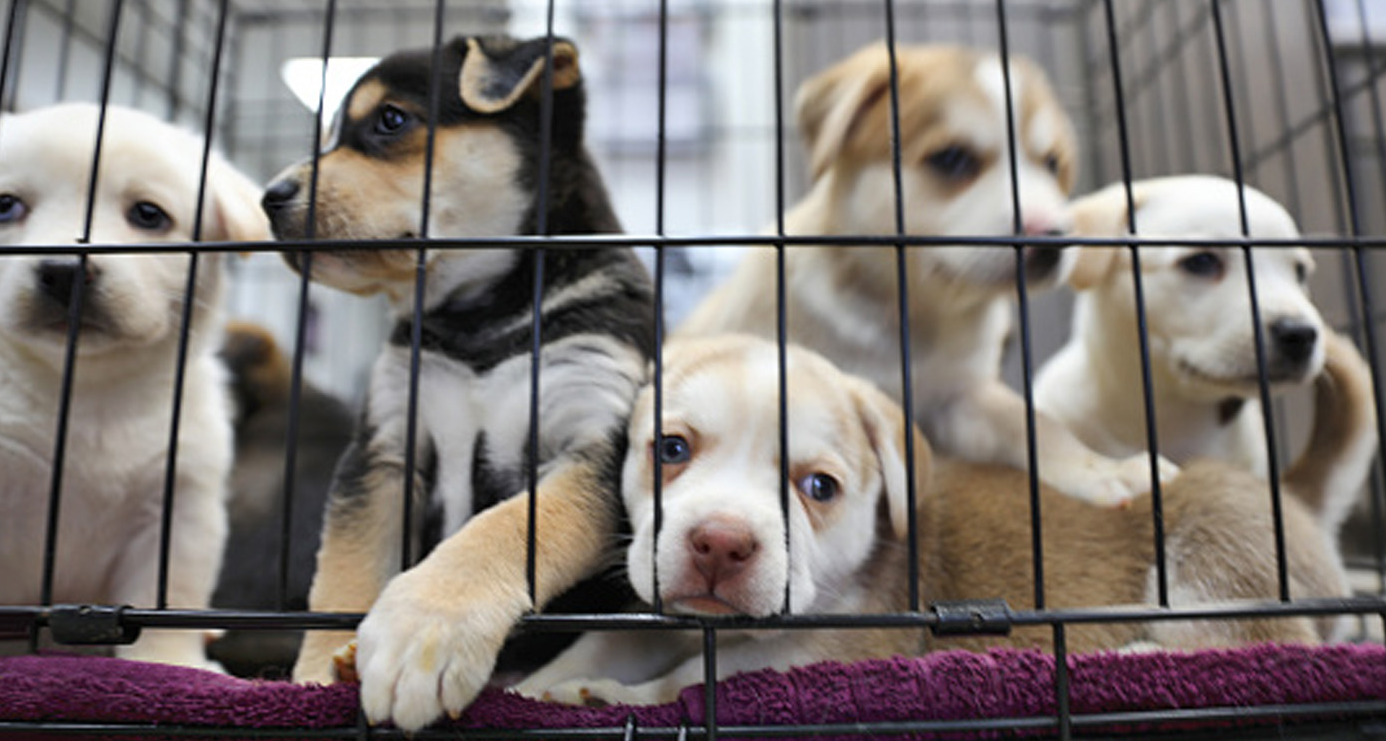 Pet shop to sell only rescued animals