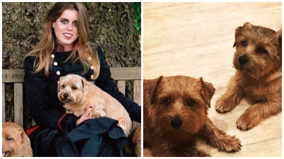 Princess Beatrice devastated after her Norfolk Terrier dog dies