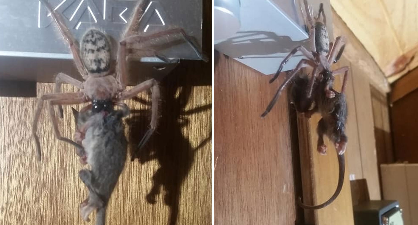 Huntsman spider eats baby pigmy possum in Tasmanian ski lodge