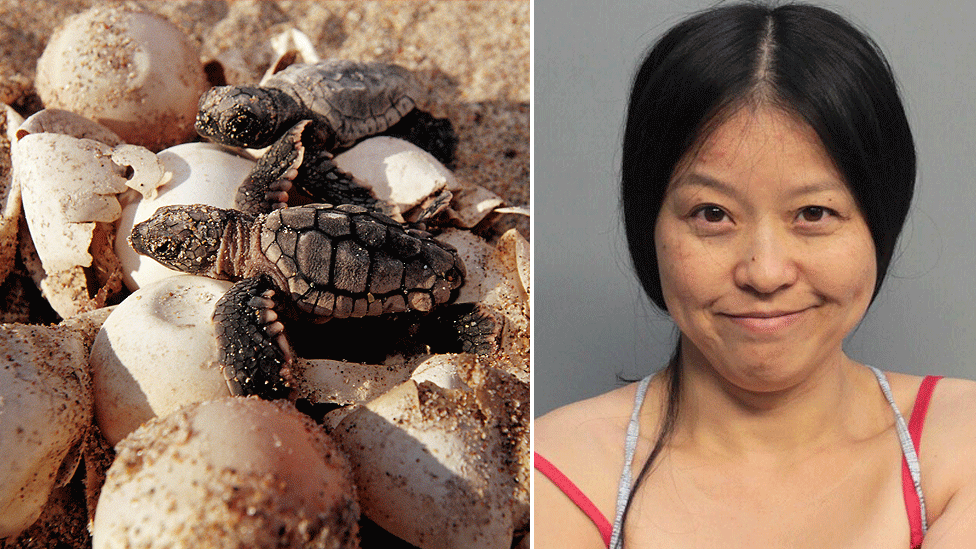 Woman Who Stomped On Miami Sea Turtle Nest Smirks In Mugshot