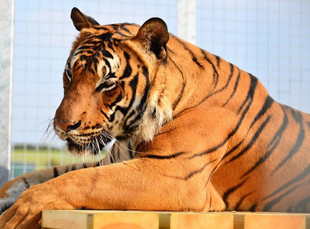 Tiger That Killed Zookeeper Was Close To Escaping Into Public Area