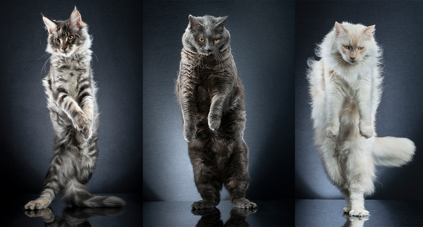 Photos Cutest Catwalk Model Cats Show Off To The Camera 