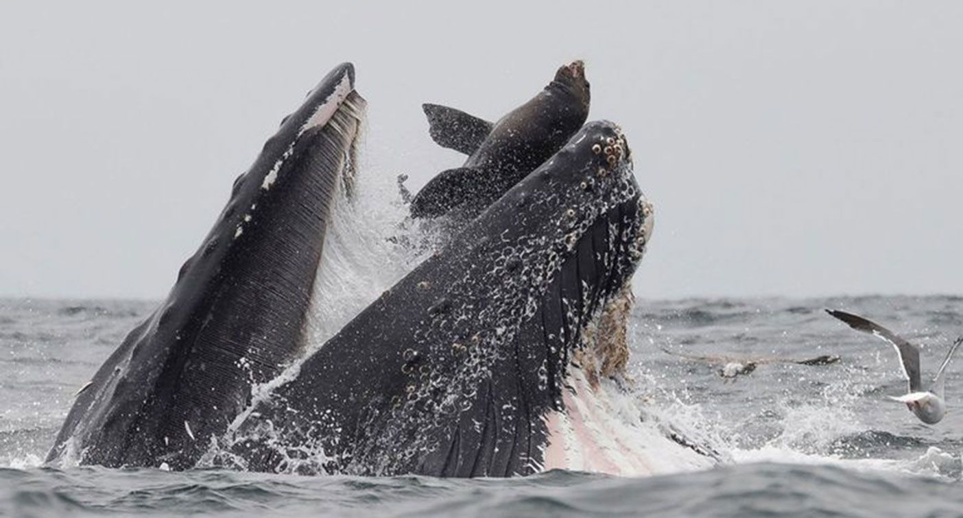 震撼直擊 海獅爭食險遭座頭鯨一口吞 熱門 Yahoo奇摩行動版