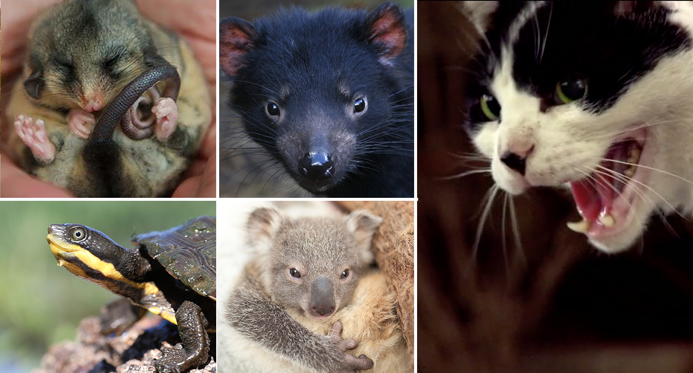 Australian endangered species Priorities to prevent