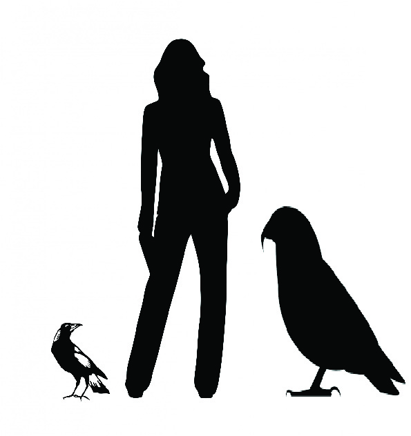 The “world’s largest parrot” was 1 m tall and may have eaten other parrots