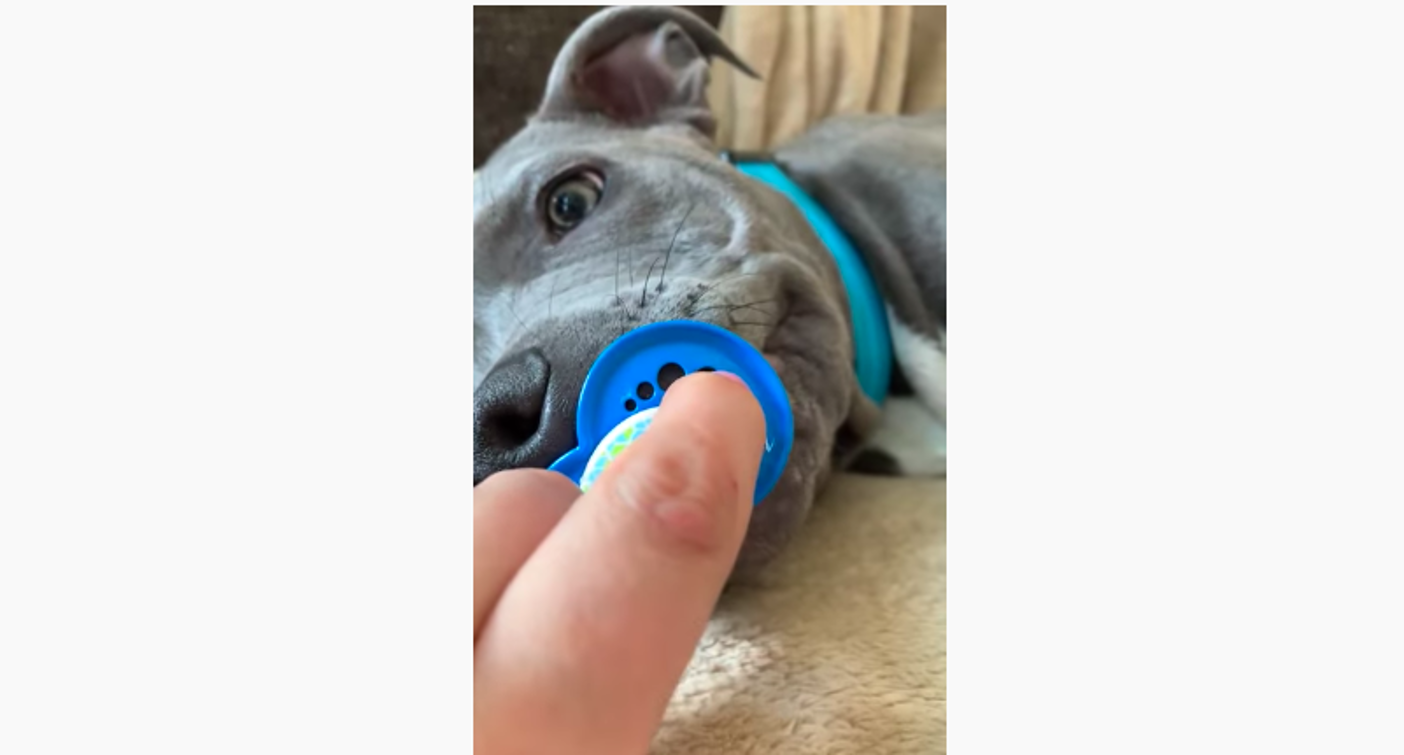 Wie ein Baby junger Pitbull nuckelt an Schnuller