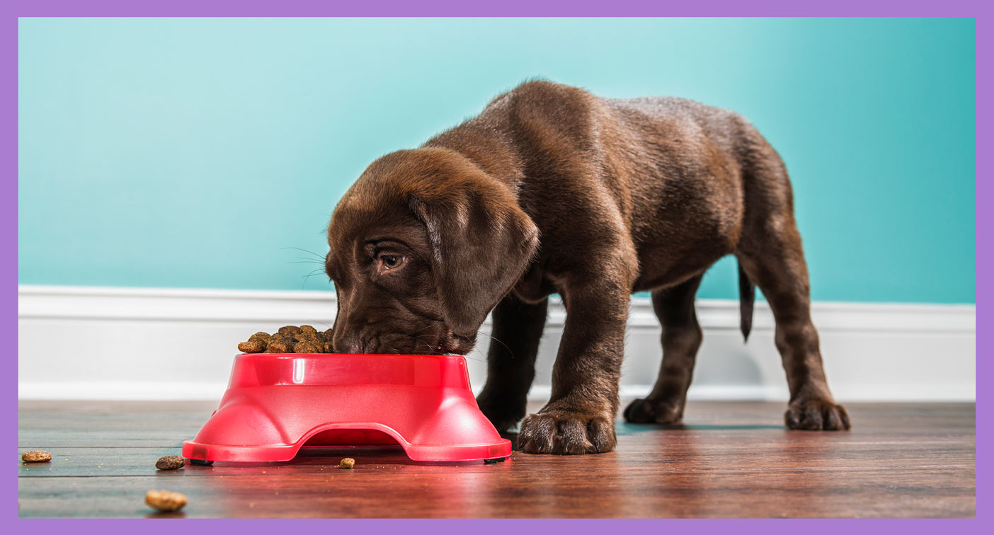 whats bad about grain free dog food