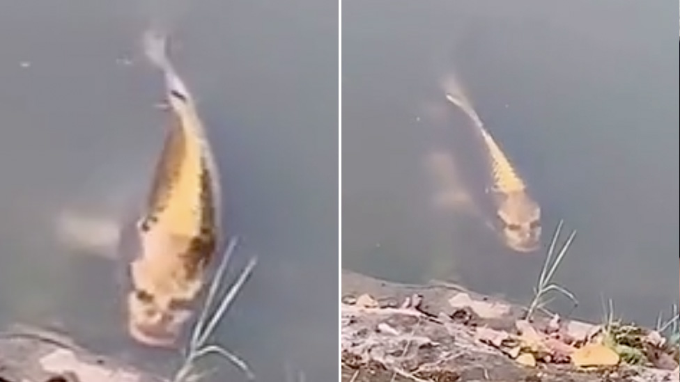 Eerie fish with 'a human face' spotted swimming in pond