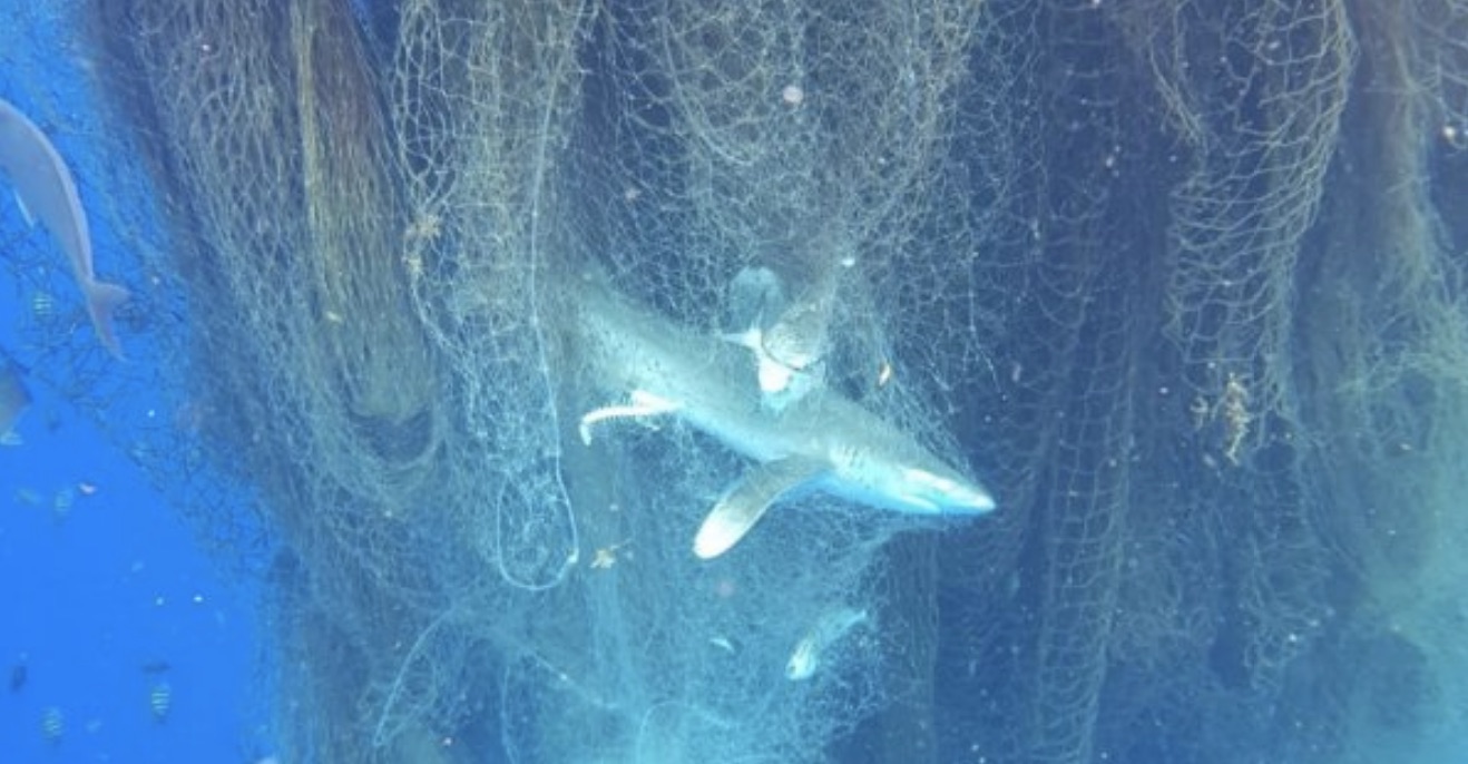 Hundreds Of Dead Sharks Found Trapped In Massive Floating Ghost Net