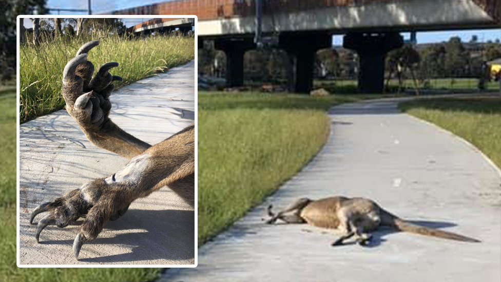 Absolute Cruelty Bystanders Blasted For Ignoring Badly Injured Roo Flipboard