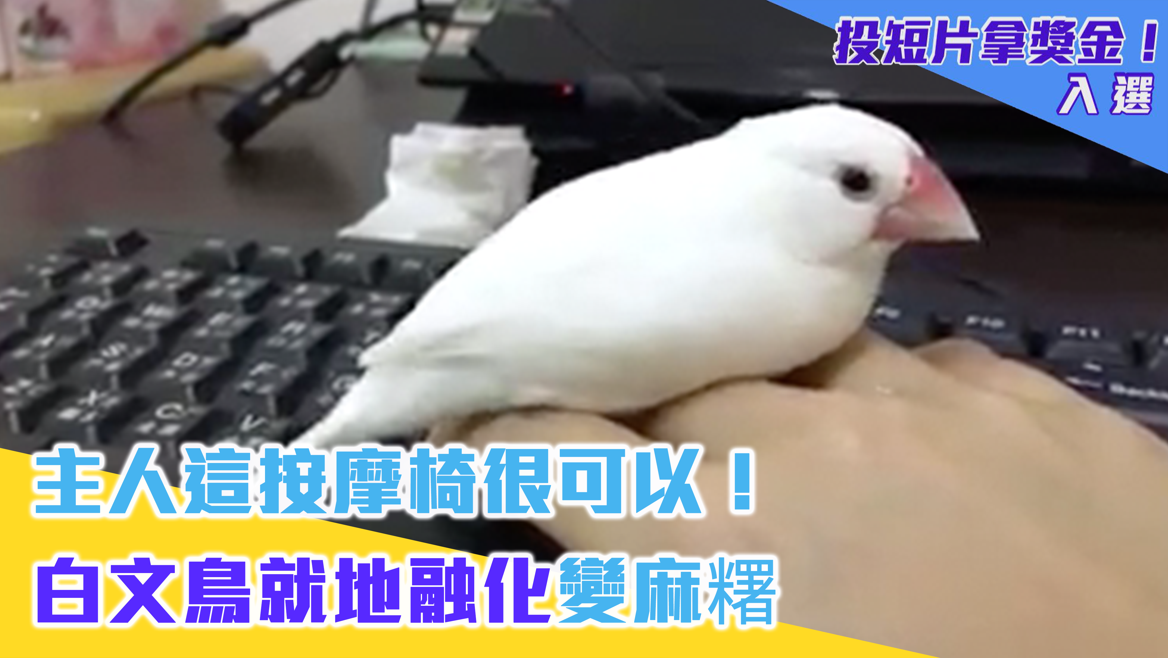 主人這按摩椅很可以 白文鳥就地融化變麻糬