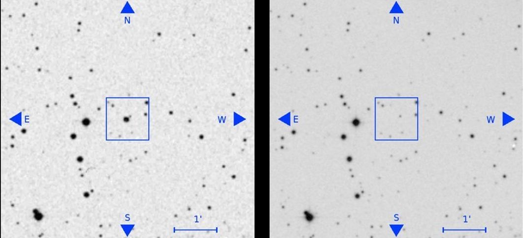 Misterio resuelto: Por fin sabemos qué son las estrellas de mar