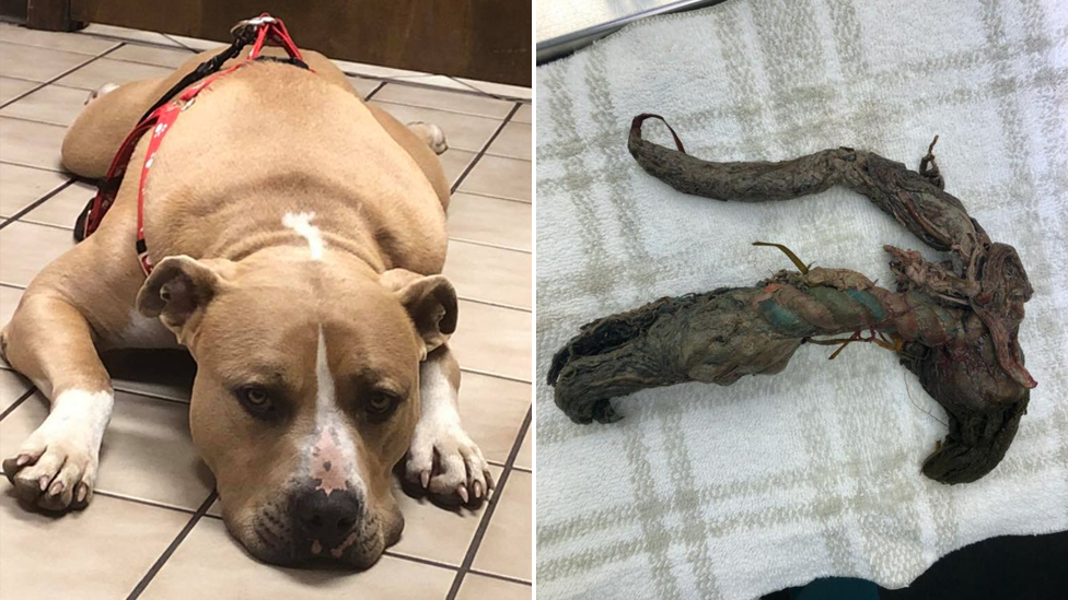 dog swallowed entire rope toy