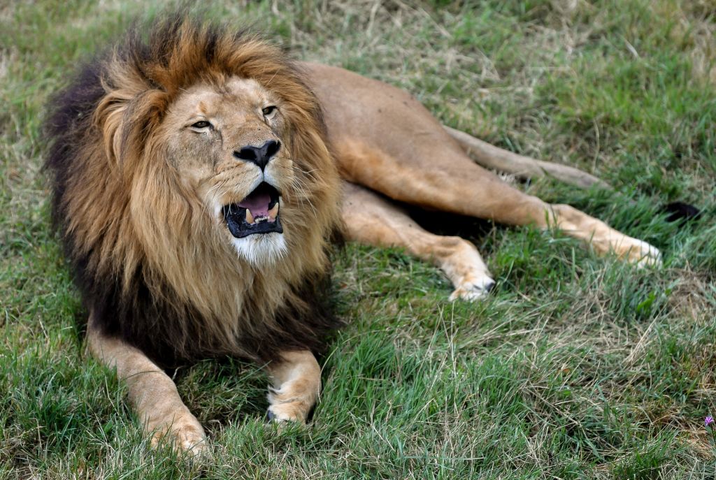 Espagne Un Chien Ressemblant A Un Lion Seme La Panique