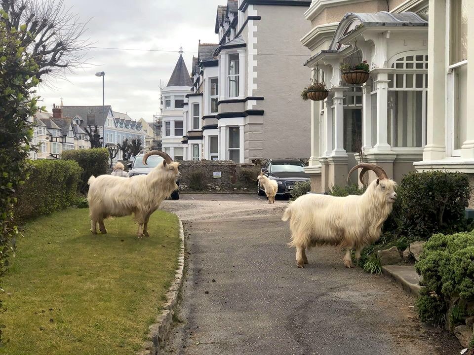 Coronavirus Herd of goats takes over deserted Welsh town