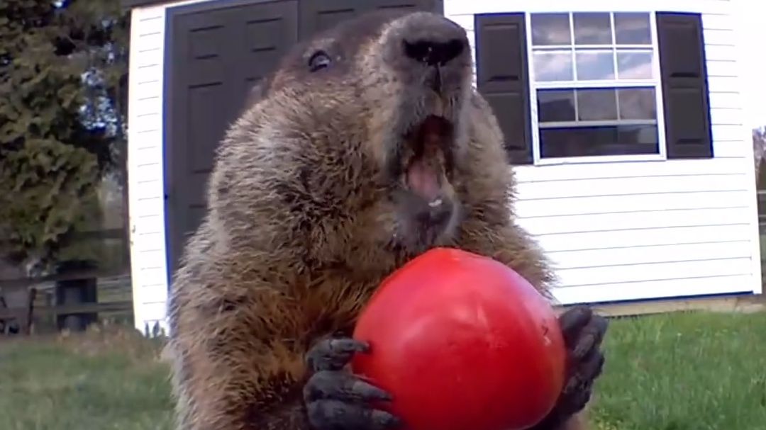 Meet Chunk, the groundhog known for his ASMR eating videos