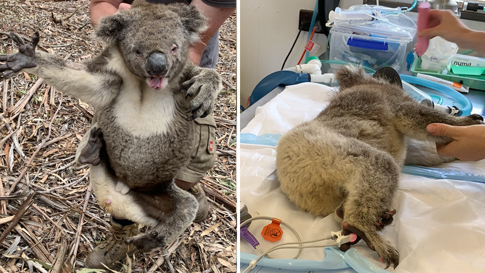 Australia's dying koalas need support as coronavirus takes spotlight